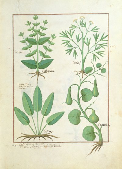 Euphorbia Lathyris, Beechwort, Minze und Feige, Illustration aus 